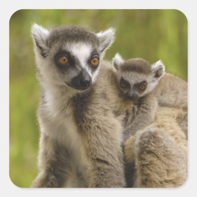 Sticker Carré Lémurs à queue annelée (Lemur catta) Mère et bébé. (Devant)