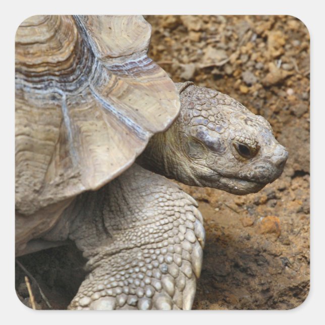 Sticker Carré Lent (Devant)