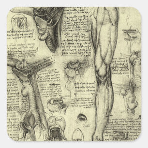 Sticker Carré Leonardo da Vinci Vintage Anatomie humaine Larynx