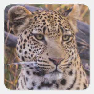 Sticker Carré Léopard assis, Botswana, Afrique