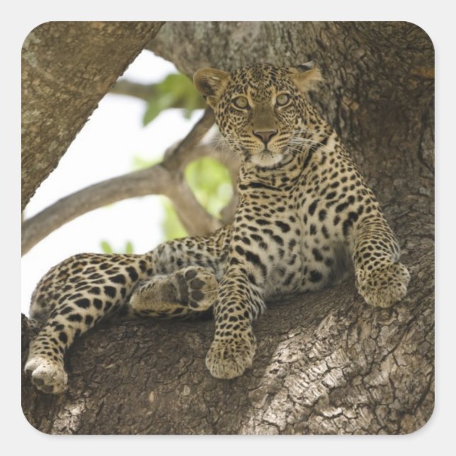 Sticker Carré Léopard d'Afrique, Panthera pardus (Devant)