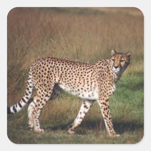 Sticker Carré Leopard dans la plaine (Devant)