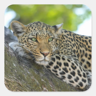 Sticker Carré Léopard impressionnant