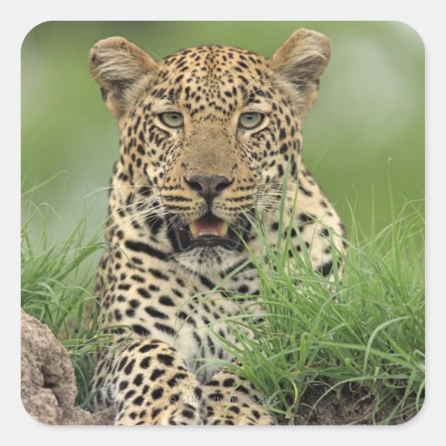 Sticker Carré Leopard, Panthera pardus, Sabi Sabi Game (Devant)