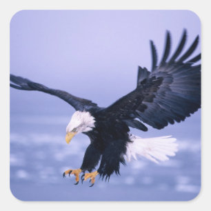 Sticker Carré Les ailes d'atterrissage de l'aigle à tête blanche