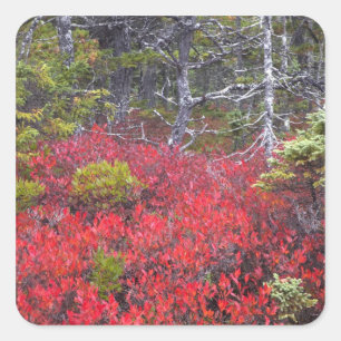 Sticker Carré Les buissons et les pins des bleuets