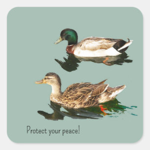 Sticker Carré Les canards. Protégez votre paix
