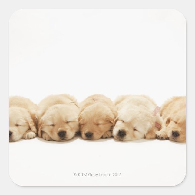 Sticker Carré Les chiots du Golden Retriever (Devant)