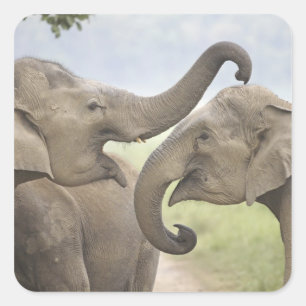 Sticker Carré Les éléphants d'Asie indienne jouent à la lutte