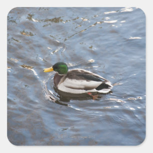 Sticker Carré Les Etats-Unis, Maine, Camden, canard de Mallard