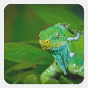 Sticker Carré Les Fidji crested l'iguane, parc de Kula Eco, Viti