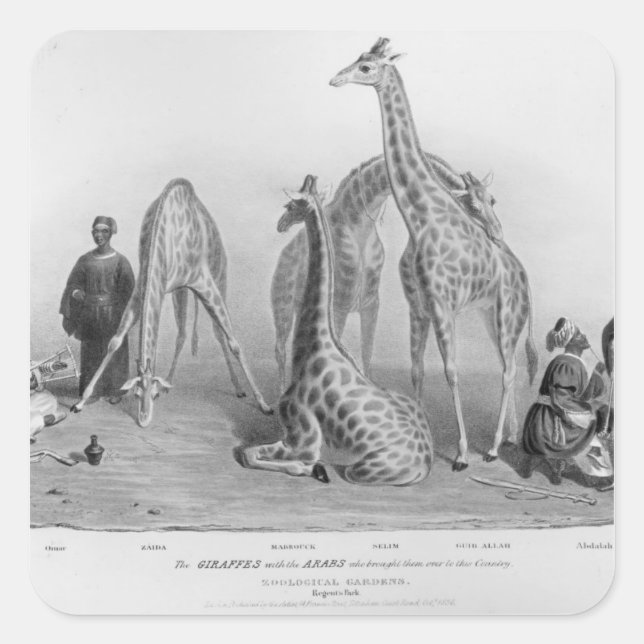 Sticker Carré Les girafes avec les arabes (Devant)