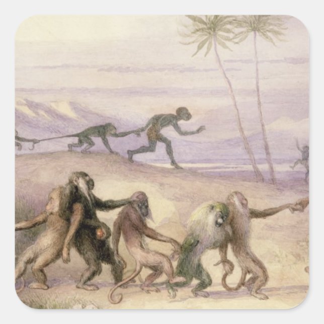 Sticker Carré Les manières et les coutumes des singes (Devant)