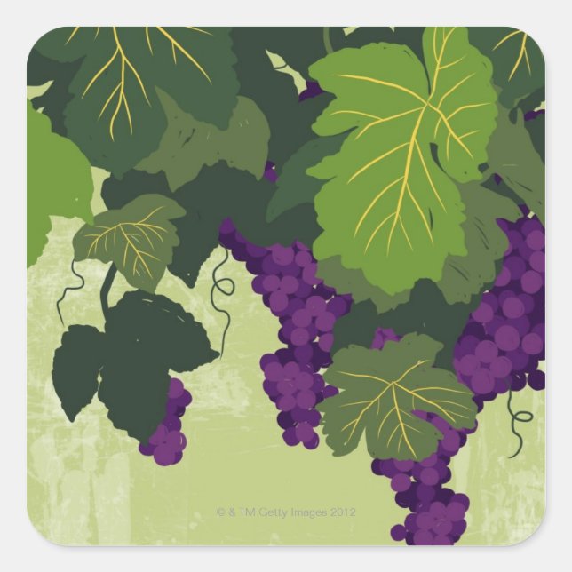 Sticker Carré Les raisins sur la vigne (Devant)