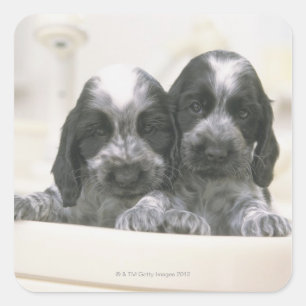 Sticker Carré L'Espagnol Cocker Anglais est une race de chien. I