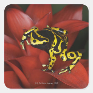 Sticker Carré Leucomelas de Dendrobates de grenouille de dard