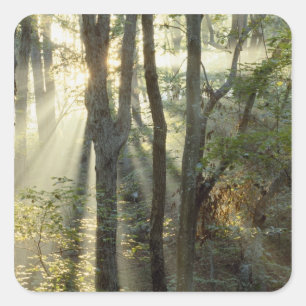 Sticker Carré Lever de soleil à travers la forêt de chênes et de