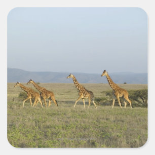 Sticker Carré Lewa Wildlife Conservancy, Kenya