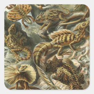 Sticker Carré Lézards par Ernst Haeckel Lacertilia Animal Vintag