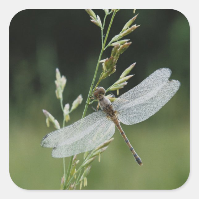 Sticker Carré Libellule Darner couverte de rosée (Devant)