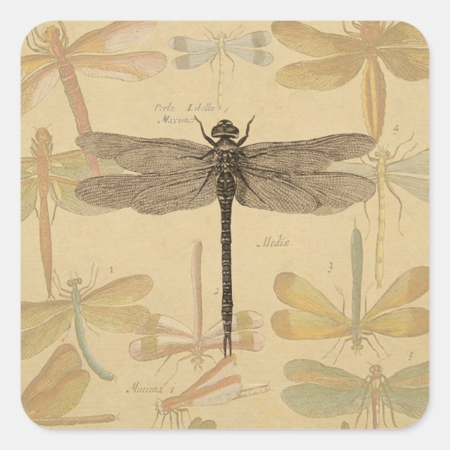 Sticker Carré Libellule Vintage Antique Classique Nature (Devant)
