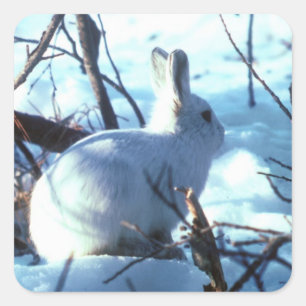 Sticker Carré Lièvre arctique dans la neige