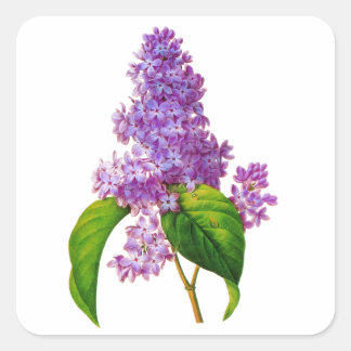 Sticker Carré Lilacs pourpres par Pierre-Joseph Redoute