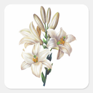 Sticker Carré Lilium candidum ou lis de Madonna par Redoute