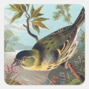 Sticker Carré L'illustration vintage d'oiseau de Siskin