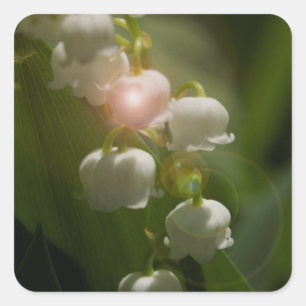 Sticker Carré Lily De La Vallée Florale