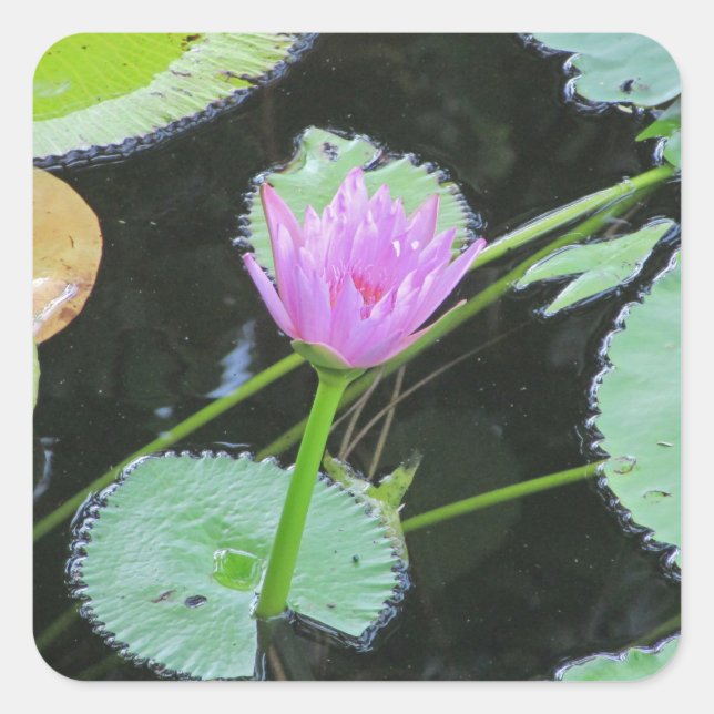 Sticker Carré Lily Pad Bright Rose Eau Lily Fleur Fleur (Devant)
