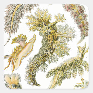 Sticker Carré Limaces de mer par Ernst Haeckel, Nudibranchia vin