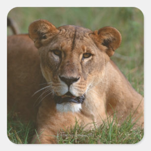 Sticker Carré Lion