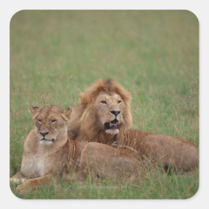 Sticker Carré Lion 2