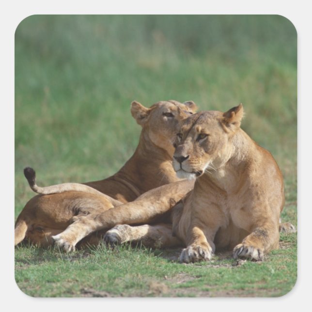 Sticker Carré Lion 5 (Devant)