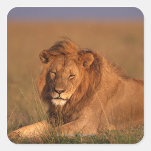 Sticker Carré Lion 8