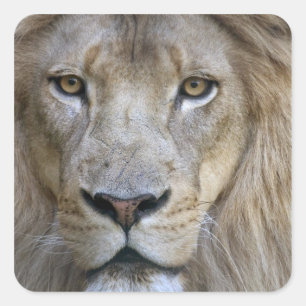 Sticker Carré Lion adulte mâle au zoo de Sacramento, CA