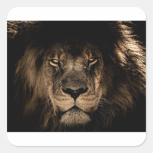 Sticker Carré Lion africain