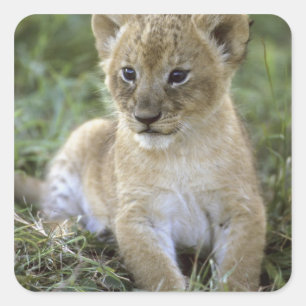 Sticker Carré lion d'Afrique, Panthera leo), Tanzanie,
