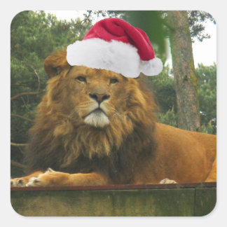 Sticker Carré Lion de Noël utilisant le casquette de Père Noël