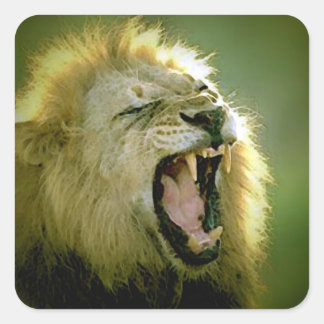 Sticker Carré Lion en rugissement