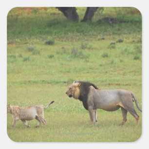 Sticker Carré lion mâle avec petit, Panthera leo, Kgalagadi