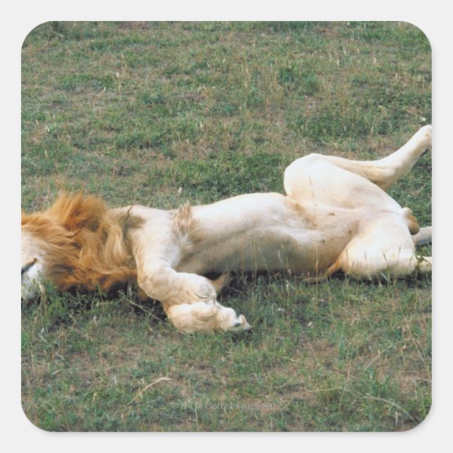 Sticker Carré Lion mâle étirement (Devant)