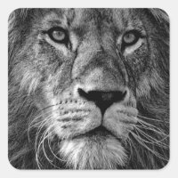 Lion noir et blanc