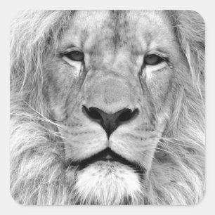 Sticker Carré Lion noir et blanc
