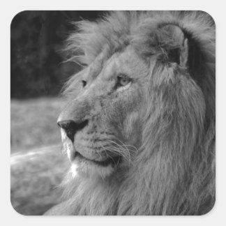 Sticker Carré Lion noir et blanc - Animal sauvage