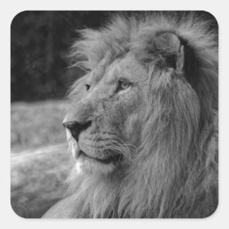 Sticker Carré Lion noir et blanc - Animal sauvage