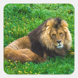 Sticker Carré Lion Se détendre dans l'herbe verte photo