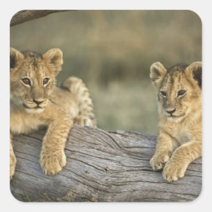Sticker Carré Lionceaux sur rondin