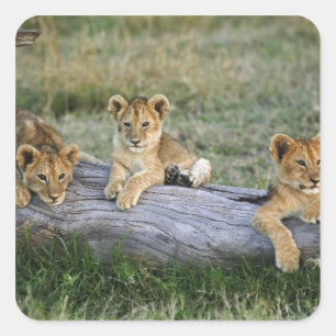 Sticker Carré Lionceaux sur une bûche